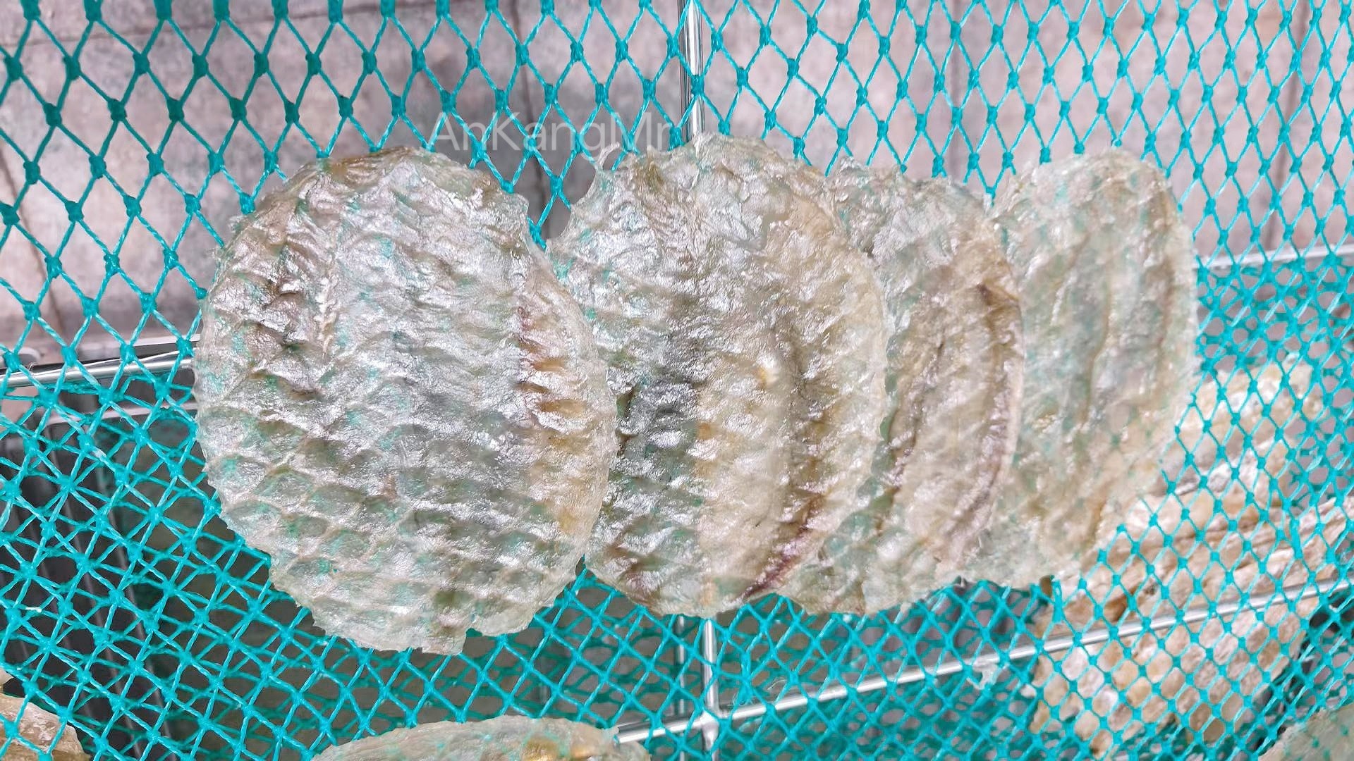 烘干安康圆片