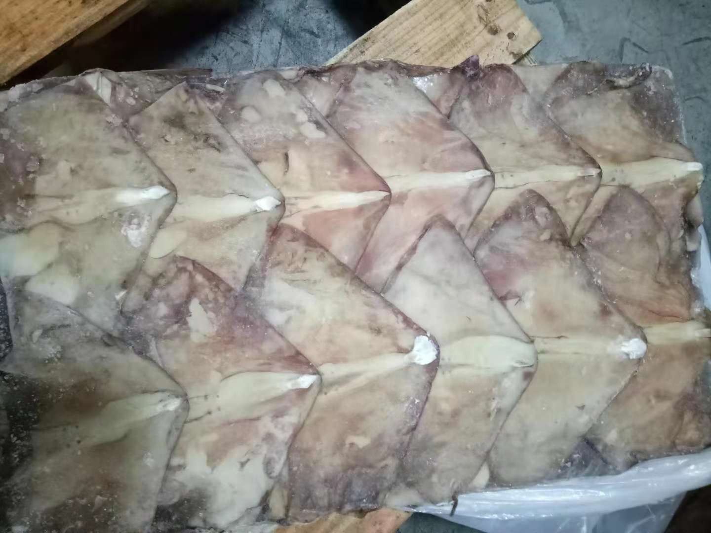 鱿鱼耳