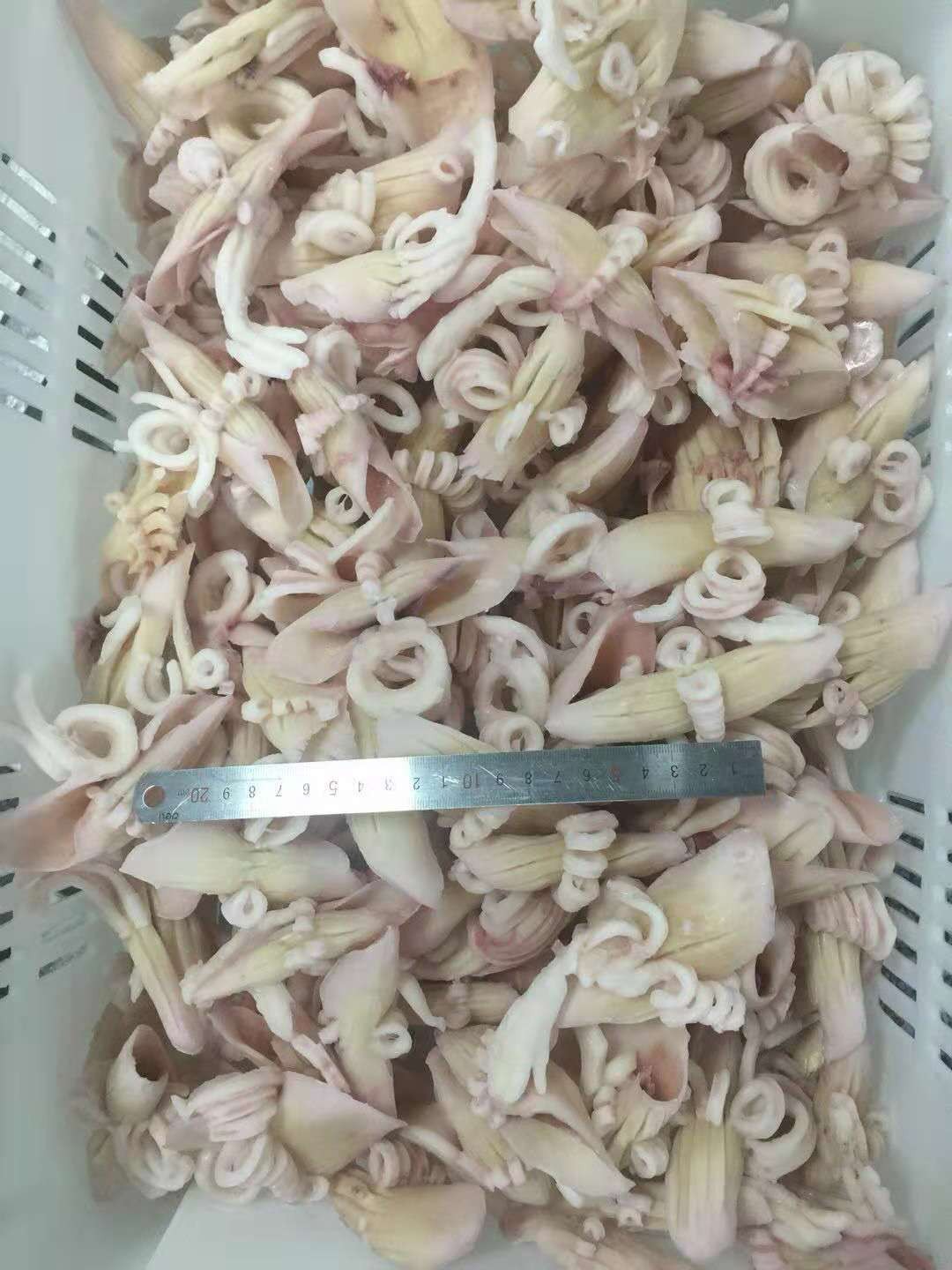 鱿鱼牛角花